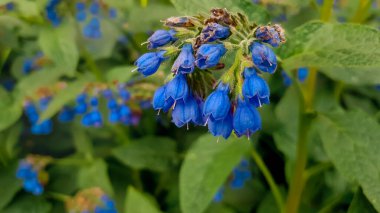 Yeşil yapraklı, güzel mavi çiçek tomurcukları. Bitkiler tarlada, yaz otlaklarında yetişir.