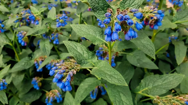 Kleine Mooie Blauwe Bloemen Met Groene Bladeren Stengel Groeit Weide — Stockfoto