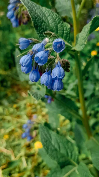 Kleine Blauwe Bloemen Viper Bugloss Groen Gebladerte Groeit Bloembed Tuin — Stockfoto