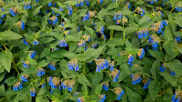 Kleine Blauwe Bloemen Viper Bugloss Blueweed Groen Gebladerte Groeit Bloembed — Stockfoto