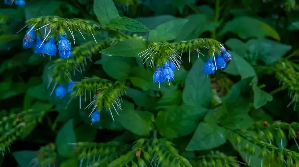 Kis Kék Virágok Echium Vulgare Zöld Lombozat Virágágyás Kertben Nyáron — Stock Fotó