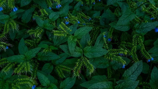 夏天草本植物的花坛上长着绿色叶子的蓝色小菊花 — 图库照片