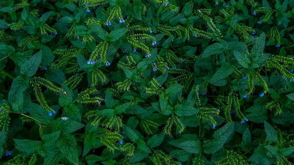 Bunga Biru Kecil Viper Bugloss Blueweed Dedaunan Hijau Tumbuh Flowerbed — Stok Foto