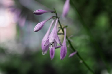 Açık mor pembe çiçek tomurcukları. Yaz bahçesinde ebediyet yetişir. Makro. Yakın plan.