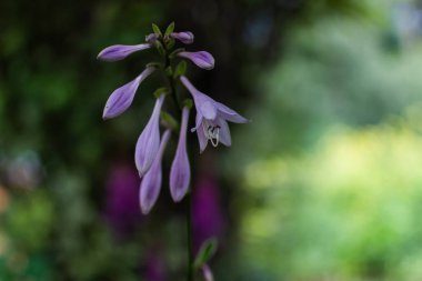 Açık mor pembe çiçek tomurcukları. Yaz bahçesinde daimi çiçek açmış. Makro. Yakın plan.