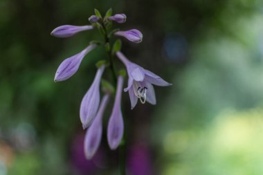Açık mor pembe çiçek tomurcukları. Yaz bahçesinde daimi çiçek açmış. Makro. Yakın plan. Yeşil arkaplan