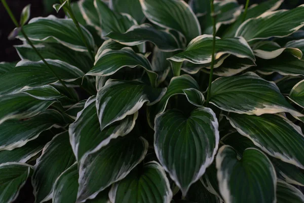 Grandes Feuilles Blanches Vertes Motifs Fleurs Hosta Vivace Pousse Dans — Photo