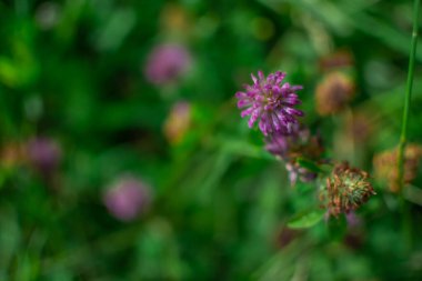 Pembe mor aşık çiçekleri, Sibirya ormanında yeşil çimlerin arasında büyüyen kır çiçekleri. Kapat.