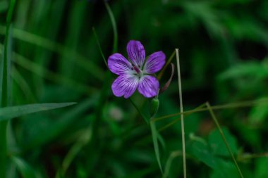 Çayırlık sardunya, çayır turna gagası, Geranium pratense, tarla bitkisi, Sibirya yaz aylarında yeşil çimlerin arasında büyüyen beş yapraklı mor çiçek.
