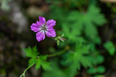 Çayırlık sardunya, çayır turna gagası, Geranium pratense, tarla bitkisi, Sibirya yaz aylarında yeşil çimlerin arasında büyüyen beş yapraklı mor çiçek.