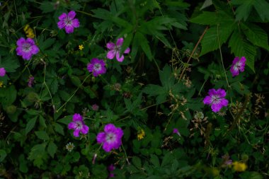 Geranium pratense, Meadow sardunya, çayır turna gagalı tarla bitkisi, Sibirya yaz aylarında yeşil çimlerin arasında büyüyen beş yapraklı pembe çiçekler.