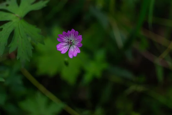 美丽的粉色紫色小花朵在绿色的夏季森林里 — 图库照片