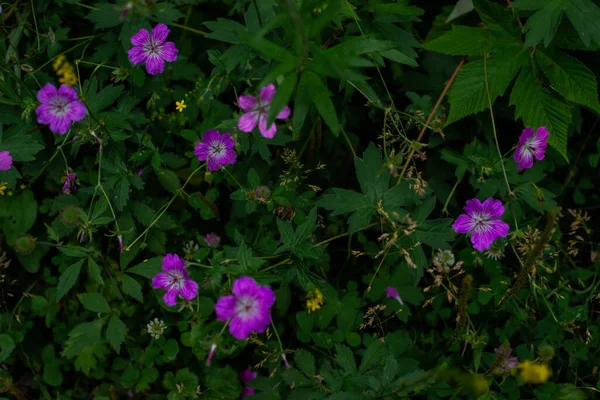 草地鹤田园植物 生长在西伯利亚夏季绿草中的五瓣粉红紫色花 — 图库照片