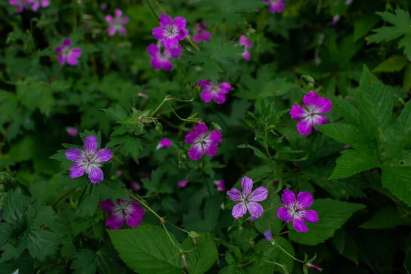 草地鹤田园植物 生长在西伯利亚夏季绿草中的五瓣紫色粉红花 — 图库照片