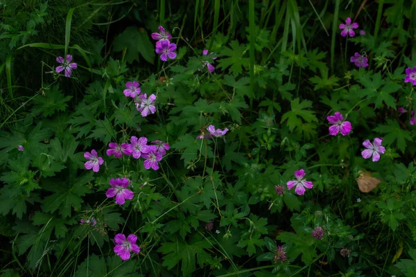 Mnoho Luk Muškát Luční Jeřáb Geranium Pratense Polní Rostlina Pět — Stock fotografie