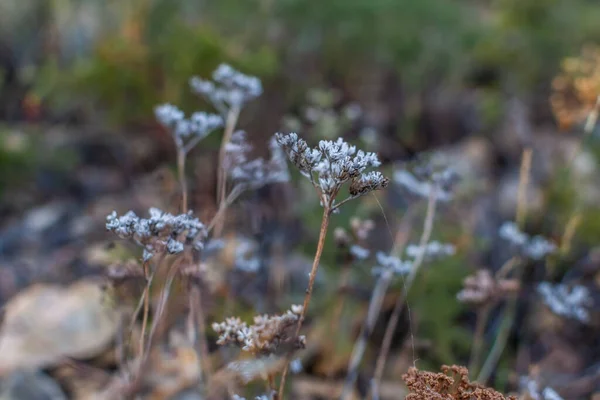Açık Beyaz Çiçekler Sibirya Çayırlarında Yeşil Çimlerin Arasında Büyüyen Tarla — Stok fotoğraf