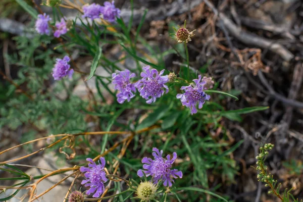 Açık Mavi Menekşe Çiçekleri Sibirya Çayırlarında Yeşil Çimlerin Arasında Büyüyen — Stok fotoğraf