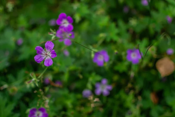 田园植物 五瓣紫色粉红花 生长在夏林绿草中 后续行动 — 图库照片