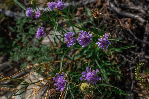 Paarse Bloem Veldplant Groeit Tussen Groen Gras Siberische Weide Meer — Stockfoto