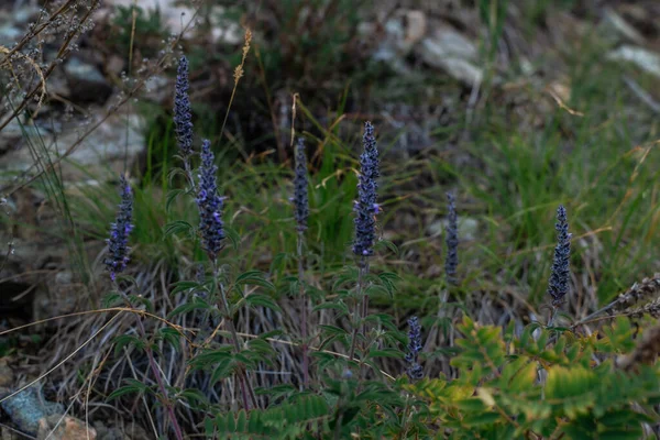 Violet Violet Flori Uscate Plante Câmp Creștere Printre Iarbă Verde — Fotografie, imagine de stoc