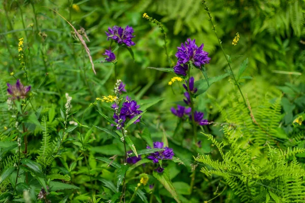 Niebieskie Fioletowe Kwiaty Rośliny Polne Rosnące Wśród Zielonej Trawy Syberyjskiej — Zdjęcie stockowe
