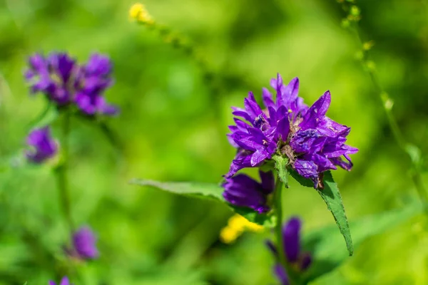 Paarse Weelderige Bloemen Veldplant Groeien Tussen Licht Groen Gras Siberische — Stockfoto