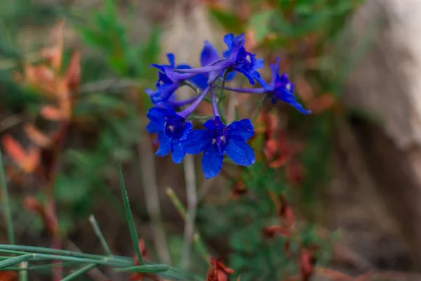 Flores Violeta Azul Cinco Pétalas Planta Campo Crescendo Entre Grama — Fotografia de Stock