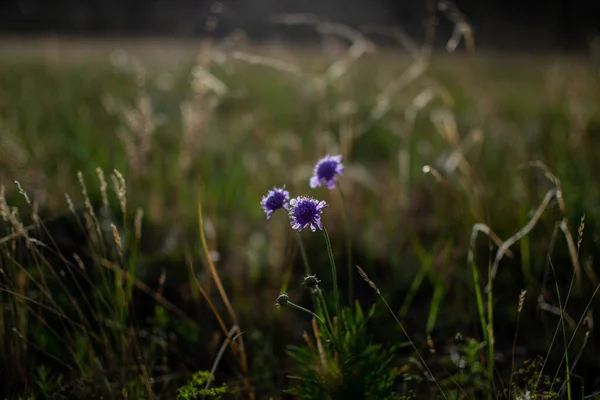 紫色的花朵 生长在西伯利亚草甸干枯的绿草中的田里 贝加尔湖自然 夏日落日 — 图库照片