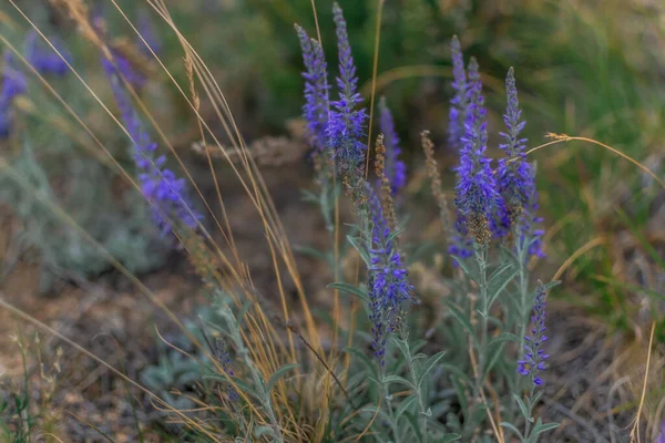 Paars Violette Langwerpige Bloemen Veldplant Groeien Tussen Droog Groen Gras — Stockfoto