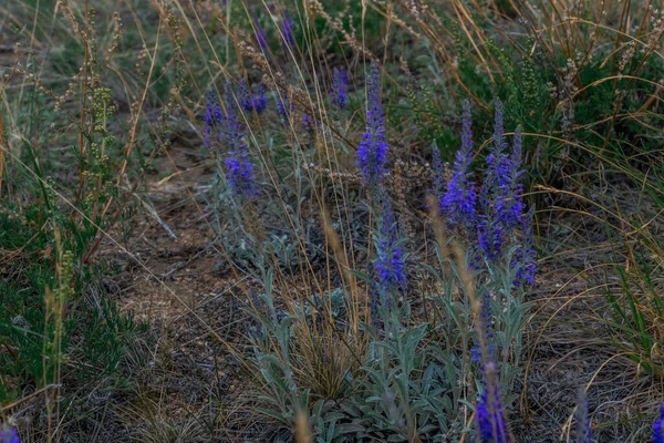 紫罗兰花 生长在西伯利亚草甸的干枯绿草中的田间植物 贝加尔湖自然 后续行动 — 图库照片