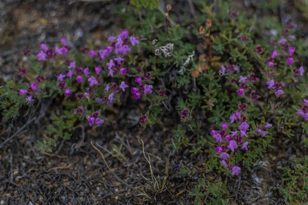 Thymus Şifalı Bitki Mor Kır Çiçeği Sibirya Çayırlarında Yeşil Çimlerin — Stok fotoğraf