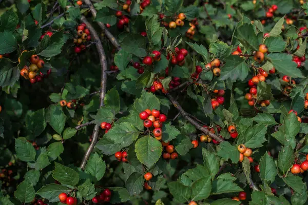 Bayas Rojas Maduras Espino Ramas Con Racimos Entre Hojas Verdes — Foto de Stock