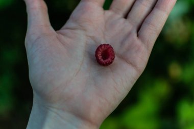 Küçük kırmızı pembe böğürtlen, avucunun içinde olgun ahududu, yaz bahçesinde ağaçta oyulmuş yeşil yapraklar arasında. Hasat et