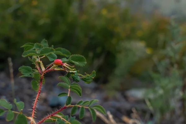 Baya Roja Brillante Rosa Mosqueta Crece Rama Con Hojas Verdes — Foto de Stock