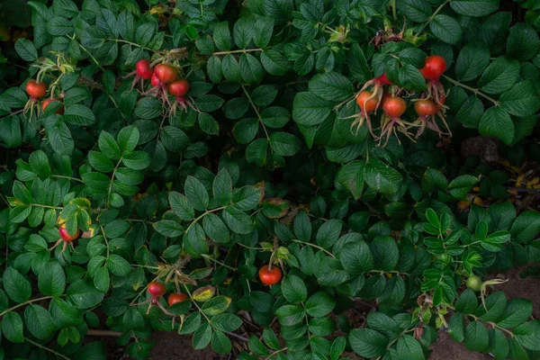 Rosa Mosqueta Madura Color Rojo Brillante Crece Ramas Entre Hojas — Foto de Stock