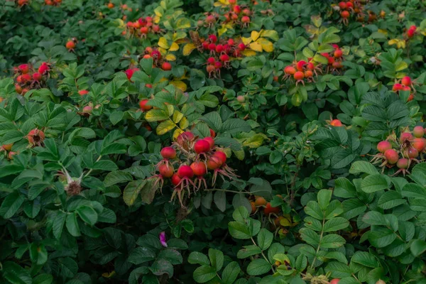 Las Rosas Maduras Color Rojo Brillante Crecen Ramas Entre Hojas — Foto de Stock