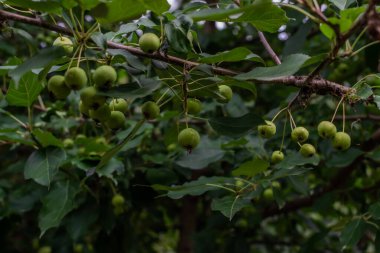 Küçük yeşil olgunlaşmamış elma dalları, yapraklar, bahçedeki ağaçtaki yapraklar. Yaz hasadı. Sibirya