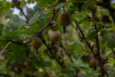 Yeşil sarı benekli gül kalçaları dikenli dallarda yetişir ve bahçedeki yapraklarla birlikte. Çilekler