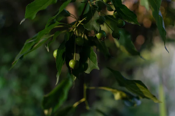 Zweig Mit Kleinen Grünen Unreifen Äpfeln Blättern Laub Baum Garten — Stockfoto