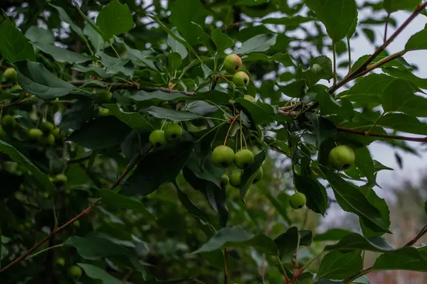 Piccole Mele Immature Verdi Crescono Ramo Con Foglie Albero Giardino — Foto Stock