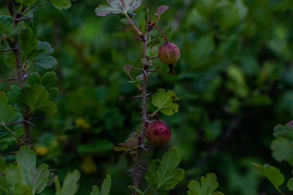 Rojo Púrpura Oscuro Manchado Rosa Caderas Maduras Crecen Ramas Espinosas — Foto de Stock