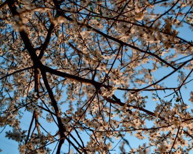 Elma ağacının çiçekli siyah dalları, yapraklı beyaz çiçekler, sıcak güneş ışığında yeşil yapraklar. Bahar çiçeği. Mavi gökyüzü arkaplanı