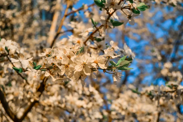 Virágzó Ágak Tavaszi Almafa Fényes Fehér Virágok Szirmok Sárga Tűzhelyek — Stock Fotó