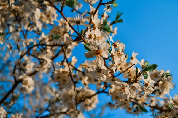 Kwitnące Brązowe Gałązki Wiosennego Jabłoni Delikatnymi Białymi Kwiatami Płatkami Pomarańczowym — Zdjęcie stockowe