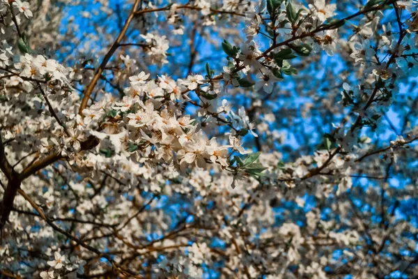 Leuchtend Weiße Blüten Des Apfelbaums Auf Zweigen Des Blühenden Frühlingsbaumes — Stockfoto