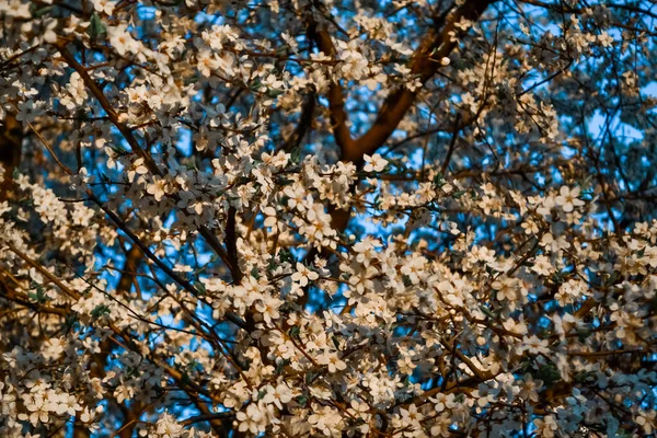 Blühender Apfelbaum Mit Zarten Weißen Blüten Mit Blütenblättern Grünen Blättern — Stockfoto