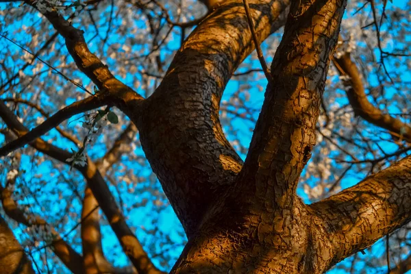 Koffert Blommande Äppelträd Med Vita Blommor Vårblomning Blå Himmel Bakgrund — Stockfoto