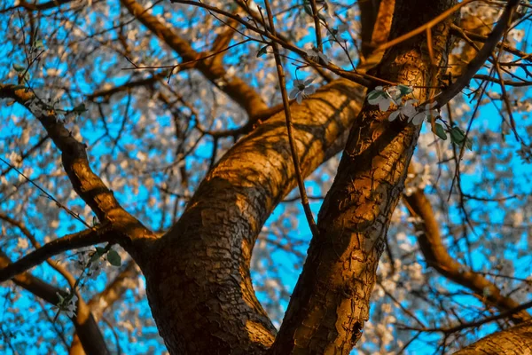 Twisted Tronc Avec Des Branches Pommier Fleurs Blanches Floraison Printanière — Photo