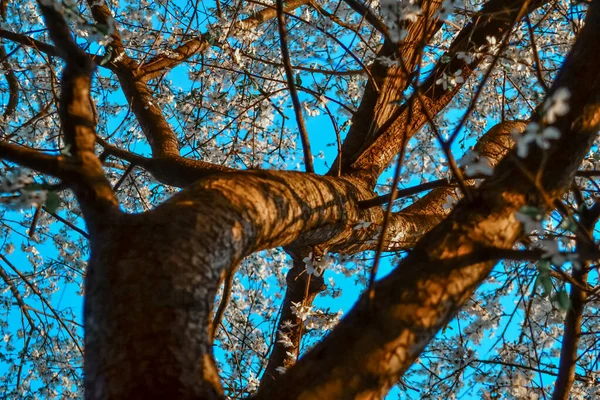 长长的树干 盛开的苹果树 开着白花 春天的花朵 蓝天背景 黄褐色的树皮 在夕阳西下的温暖阳光下 有阴影 — 图库照片