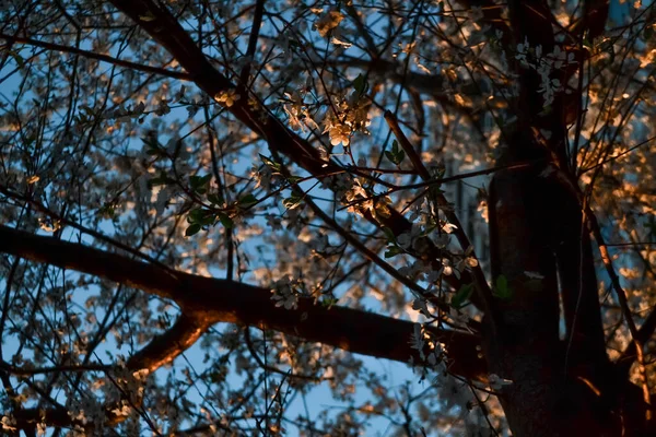 郁郁葱葱的深色树干 开满鲜花的苹果树 春天的花朵 蓝天背景柔和的褐色树皮 在夕阳西下的温暖阳光下 有阴影 — 图库照片